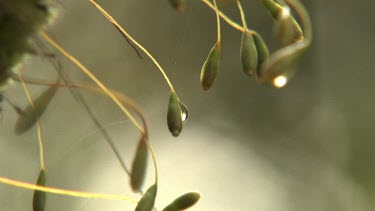 Close up of light green buds