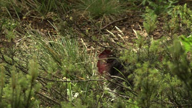 Tasmanian Devil hiding in the undergrowth