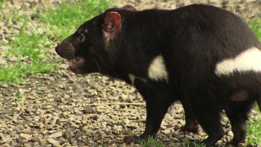 Tasmanian Devil standing in front of an enclosure