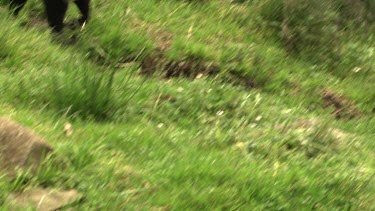 Tasmanian Devil walking through grass