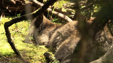 Kangaroo lying down, hidden by the undergrowth