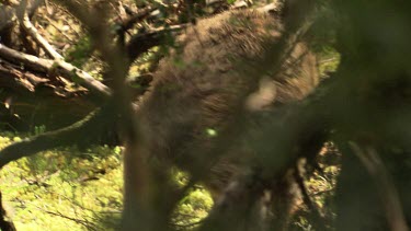 Kangaroo hidden among the trees