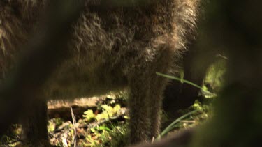 Close up of a Kangaroo hidden among the trees