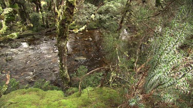 Babbling creek in a forest