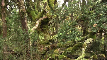 Babbling creek in a forest