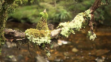 A mossy branch over a babbling creek