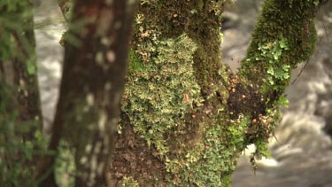 A mossy branch over a babbling creek