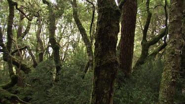 Babbling creek in a lush, dark forest