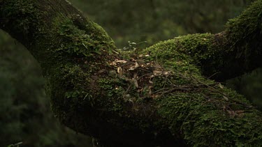 Mossy branches in a lush, dark forest