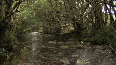 River running through a lush, dark forest