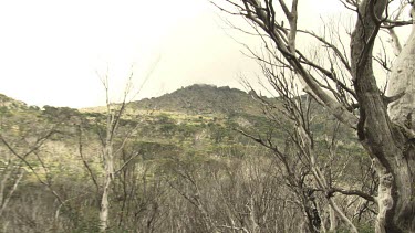 Bare trees in a forest