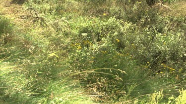 Tree trunks at the edge of a field