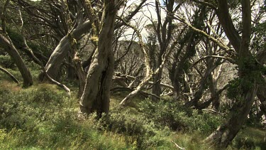 Tree trunks at the edge of a field