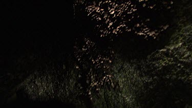 Teeming colony of Moths in a dark cave