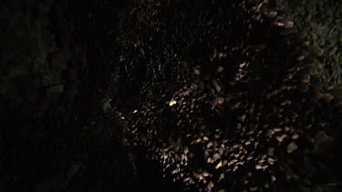 Teeming colony of Moths in a dark cave