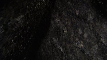 Teeming colony of Moths in a dark cave