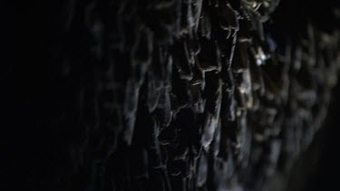 Teeming colony of Moths in a dark cave