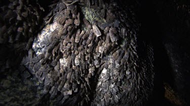 Teeming colony of Moths in a dark cave