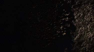 Teeming colony of Moths in a dark cave