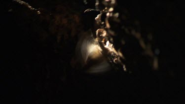 Teeming colony of Moths in a dark cave