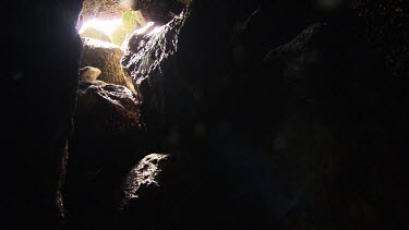 Teeming colony of Moths in a dark cave