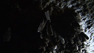 Teeming colony of Moths in a dark cave