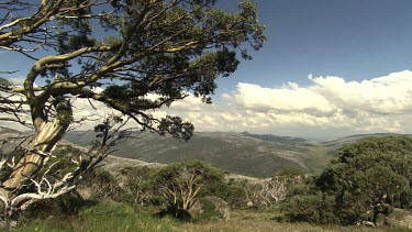 Trees on a rocky mountain landscape