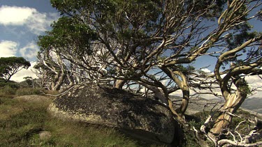 Trees on a rocky mountain landscape