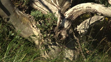 Close up of a bleached, peeling tree trunk