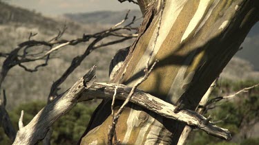 Close up of a bleached, peeling tree trunk