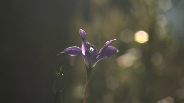 Close up of a delicate purple wildflower