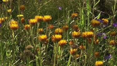 Blossoming yellow and purple wildflowers in a field