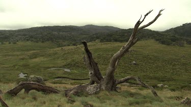 Bleached tree trunk in a grassy field