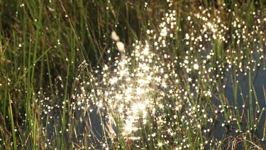 Sunlit pond in tall grass
