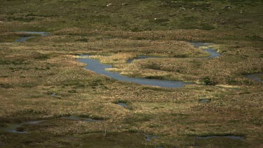 Vast field at the edge of a forest