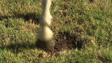 White horse pawing the ground and walking in a grassy field