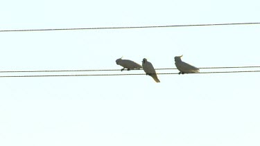 Birds on an electrical wire and in a grassy field