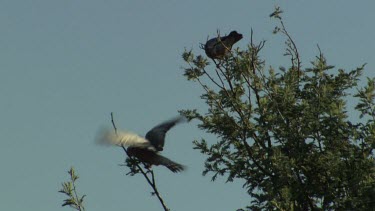 White Cockatoos in the treetops