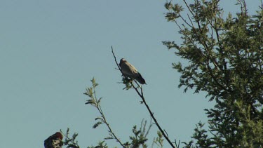 White Cockatoo in the treetops