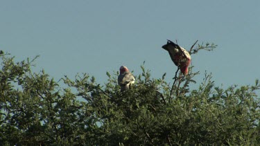 Galahs in the treetops