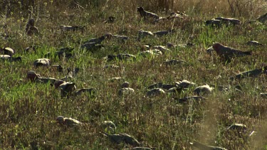 Flock of various birds feeding in a grassy field