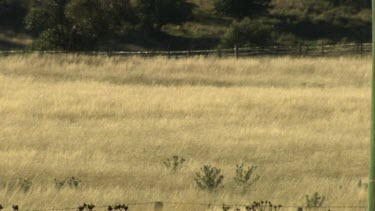 White Cockatoo flying over a golden field