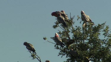 Galahs perched in a treetop
