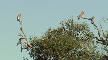 Galahs perched in a treetop