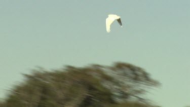 White Cockatoo flying over golden fields