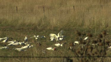 Flock of white Cockatoos feeding in a golden field