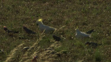 White Cockatoos and smaller birds feeding in a field