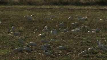 Flock of white Cockatoos feeding in a field