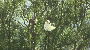 White Cockatoo perched in the trees