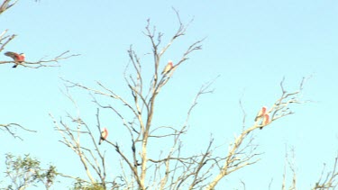 Galahs perched in bare tree branches